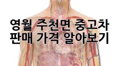 영월 주천면 중고차 판매 가격 알아보기